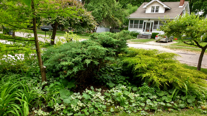 corner garden of landcaped trees and shrubs