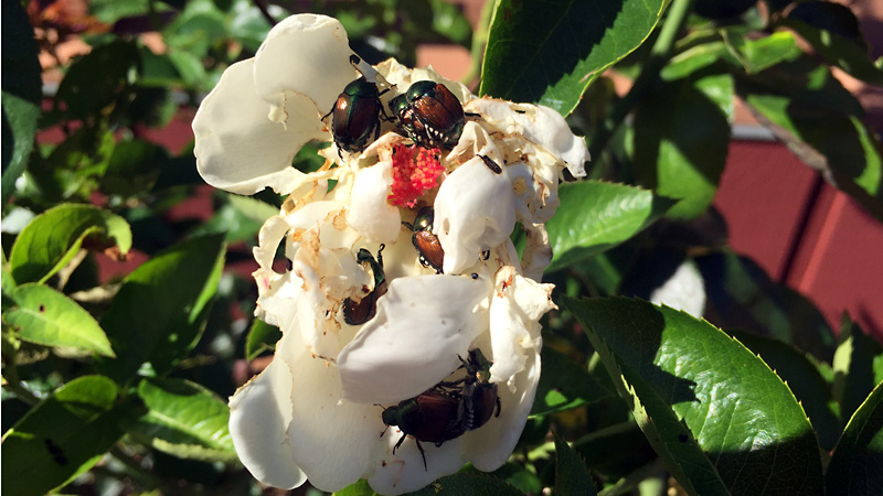 Japanese beetles cover a white rose