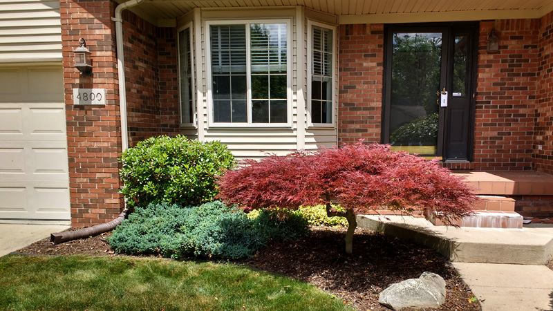 Japanese Maple tree in front courtyard, after pruning.