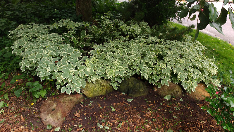 Lamium ground cover under tree, after weeding