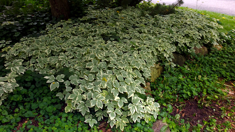 Overgrown Lamium ground cover under tree in need of weeding