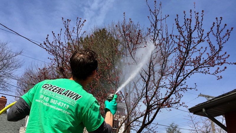 Greenlawn employee spraying crabapple tree with dormant oil spray