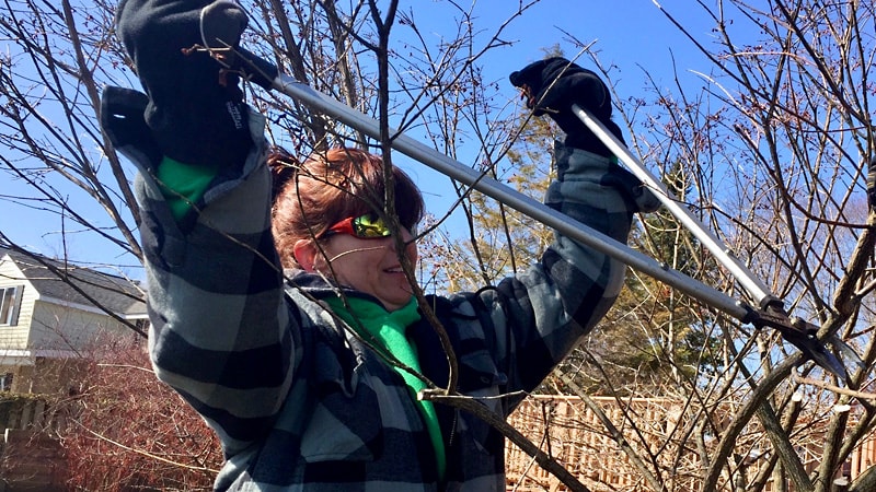 Woman using loppers to prune bush in early spring